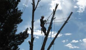Arizona North Tree Service