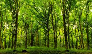 Rancho Cordova Tree Service