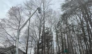 Four Seasons Tree & Landscaping Services