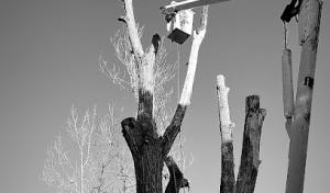 All Around Tree & Maintenance