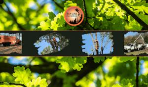Top Line Tree Service