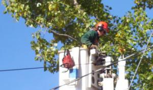 Port St Lucie Tree Service