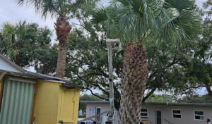 Miguel's Stump Grinding & Tree Service