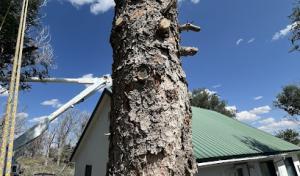 Superior Tree Service