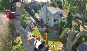 Limbwalkers Tree Service