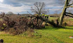 Spotswood Contracting & Tree Experts