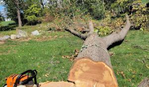 Valley Tree Services