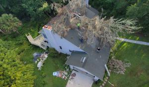 Gatorland Tree service