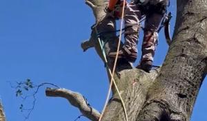 Brad's Friendly Tree Service Morgan Hill