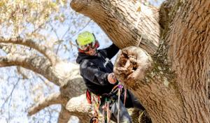 Orleans Co. Tree Service