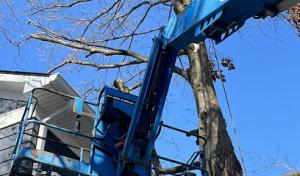 Precision Tree Removal
