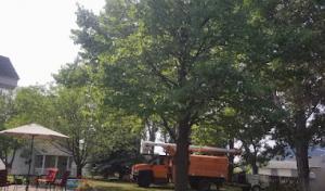Grand Forks Tree Service