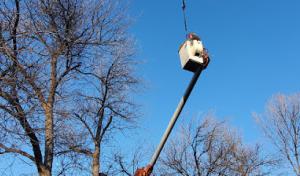 Falls Tree Service