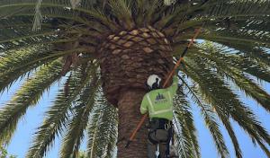 Northland Tree Enterprise