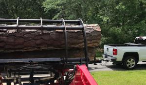 Campbell's Tree Service