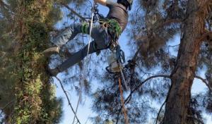 RedGator Tree Trimmin’ & Landscape