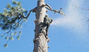 Heights tree service