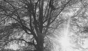 Sanders Tree Solutions