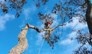 High Trim Tree Service