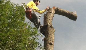 Pollard Tree Service
