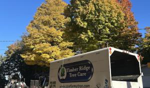 Timber Ridge Tree Care - Zeeland