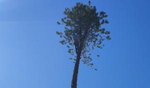 All Dade Tree Services