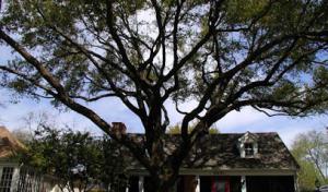 Houston Tree Surgeons