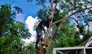 T Murray Tree Service