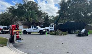 Arbor Experts Tree Professionals