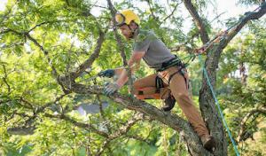 Hillcrest Tree Care