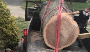 Pro Trees Tree service