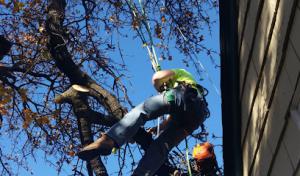 Kelley Tree Service