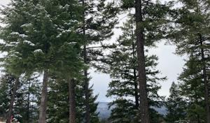 L & M Tree Service MT