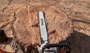 Cameron's Snow & Tree