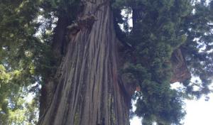 Tried & True Tree Care