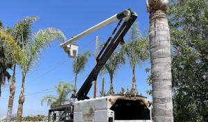 Alfonsos Tree Service