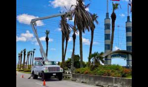 Tree Fellers-Tree Services