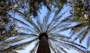 Community Tree & Landscape Service