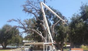 A-1 Pacific Tree Maintenance Inc. Certified Arborist #6290