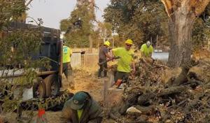 John N Eddie's Tree Care