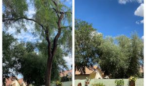 Hummingbird Tree Care