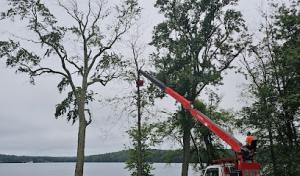 All Tree Corp. Tree Services
