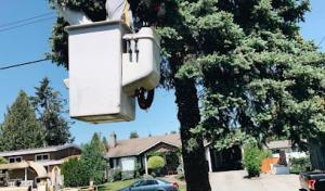 F.V. Diamond Tree Service