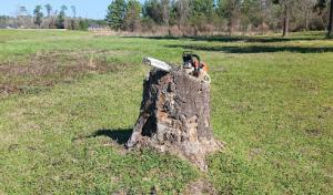 Texas Stump Solutions