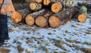 Eco-Works Tree Service