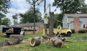 Oliver's Tree Service