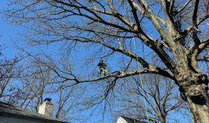 Climbing-Spur Tree Service