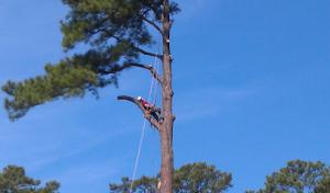 Autumn Oaks Lawn & Tree Care