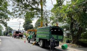 Palmer Tree Services