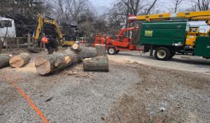 Resurrection Tree Service